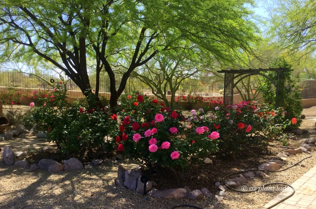 hidden rose garden in the desert