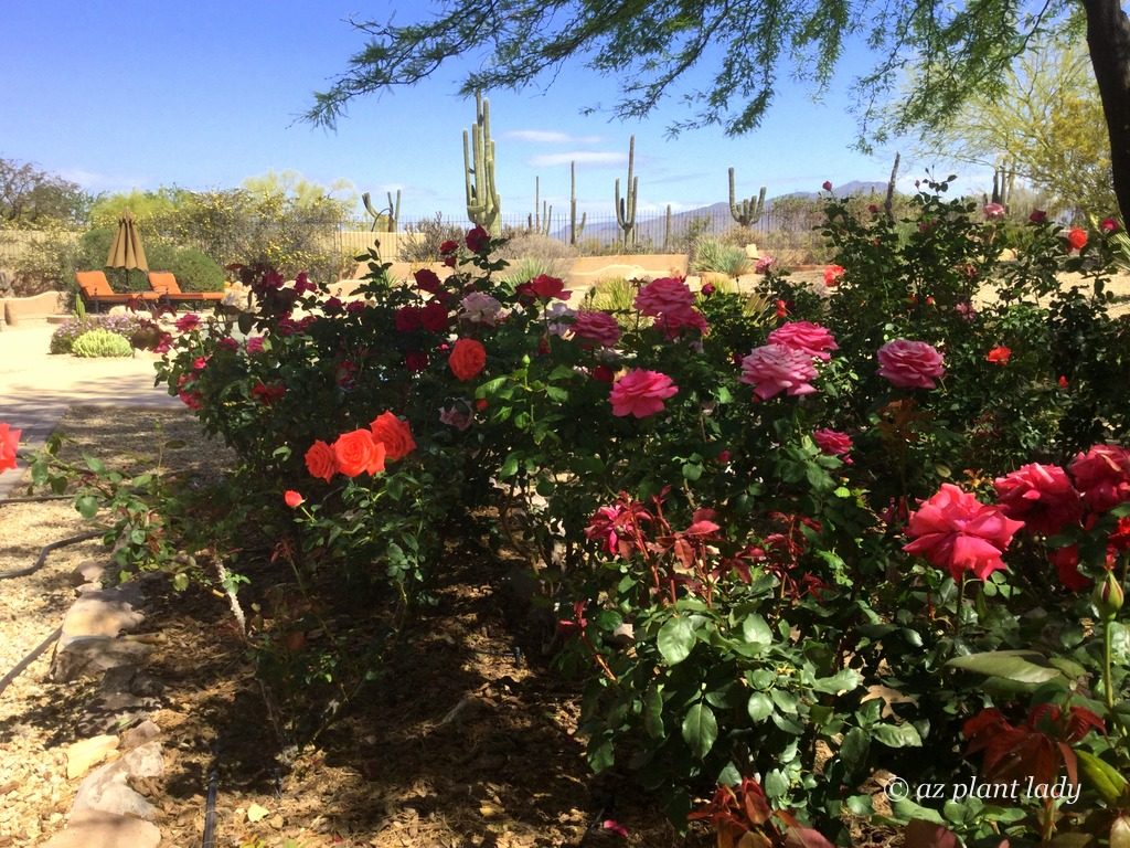 A Hidden Rose Garden in the Desert with saguaro cactus