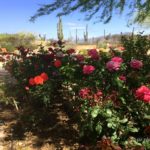 Arizona_Desert_Rose_Garden