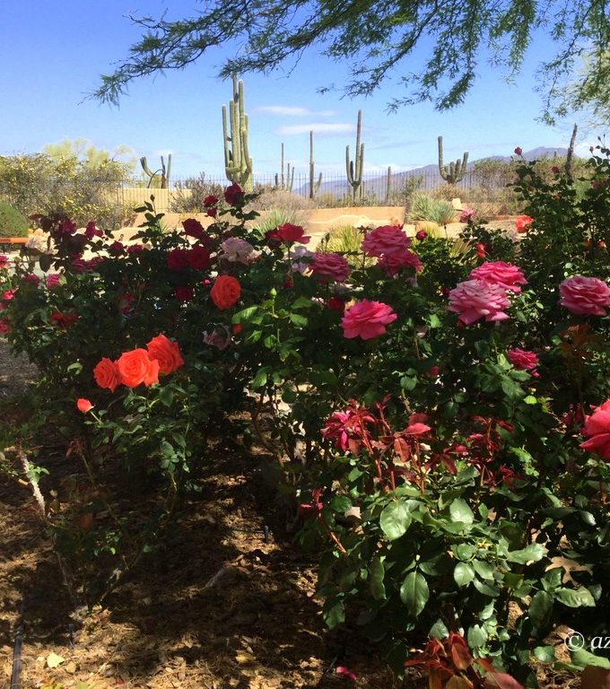 Ramblings from a Desert Garden AZ Plant Lady