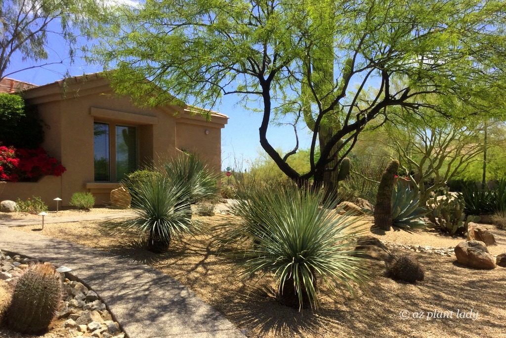 hidden rose garden in the desert with front lawn native plants