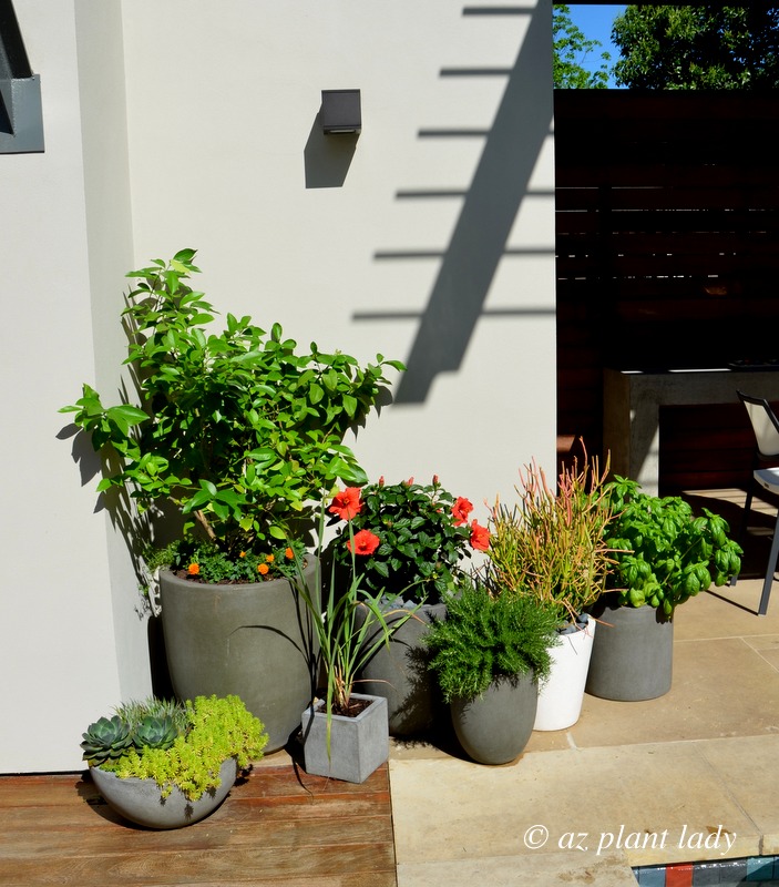 hibiscus, rosemary, and basil 