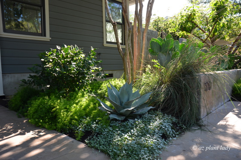 asparagus fern and silver ponyfoot (Dichondra argentea)