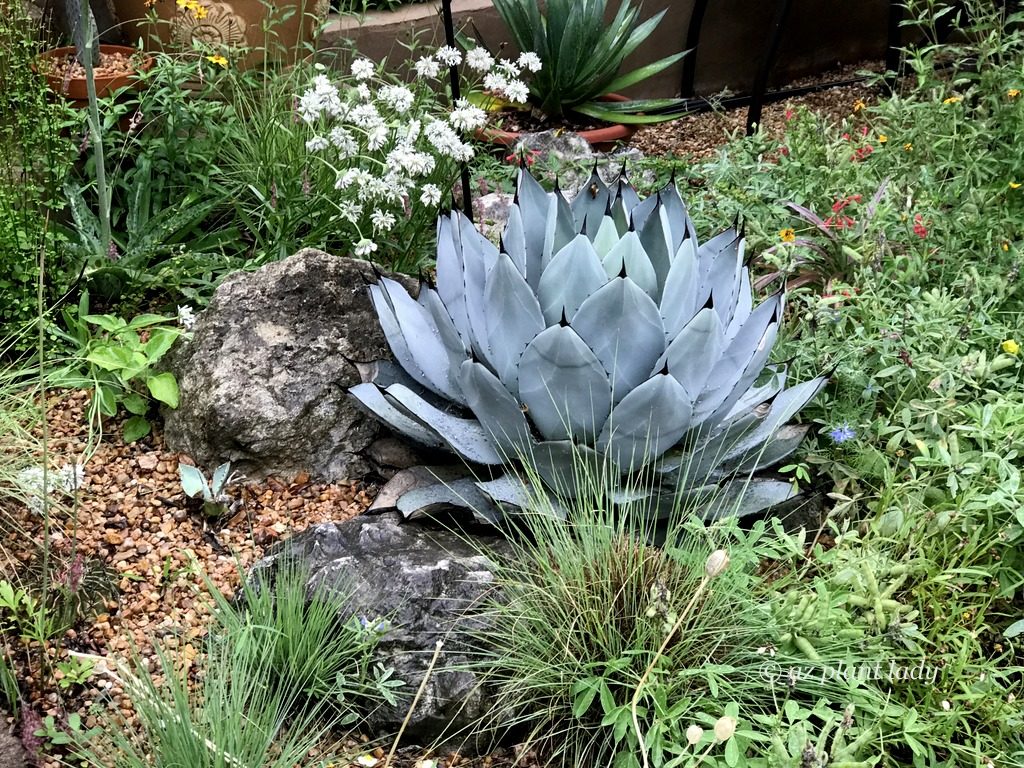 artichoke agave