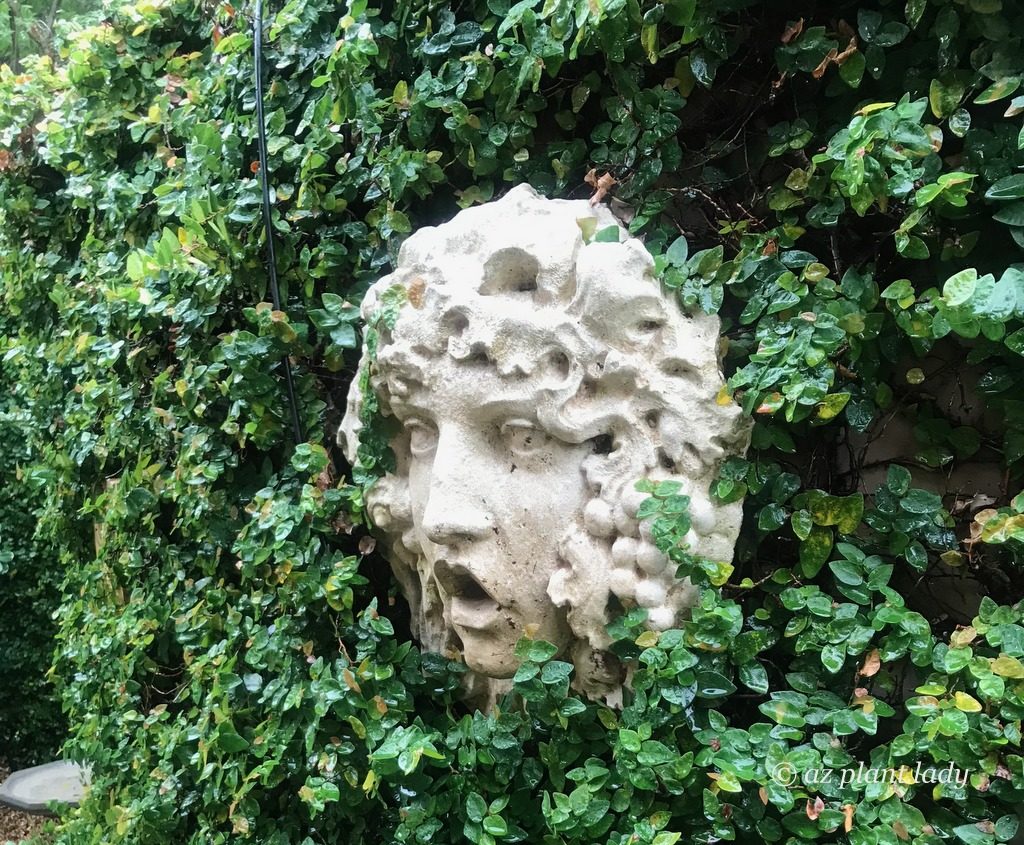 creeping fig around a concrete stone mask in a garden