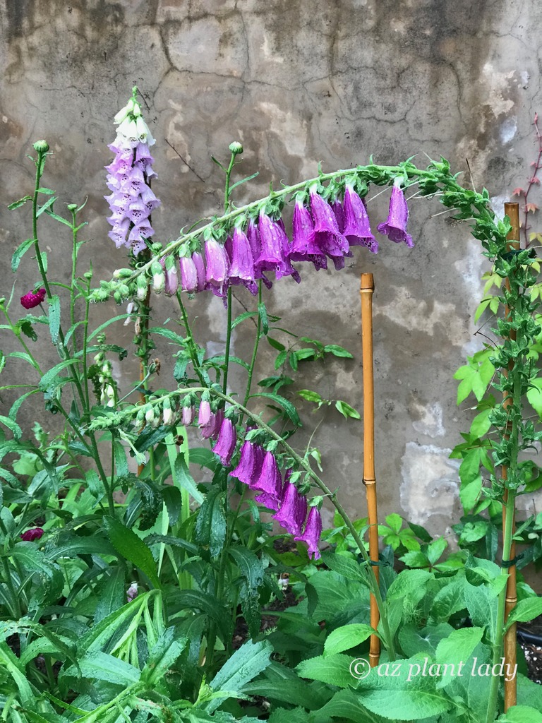 foxglove flowers against a southwestern wall