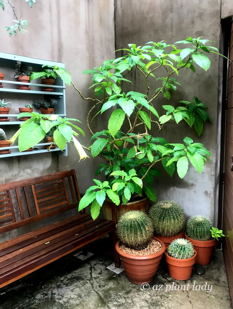 brugmansia and golden barrel cactuses  in containers