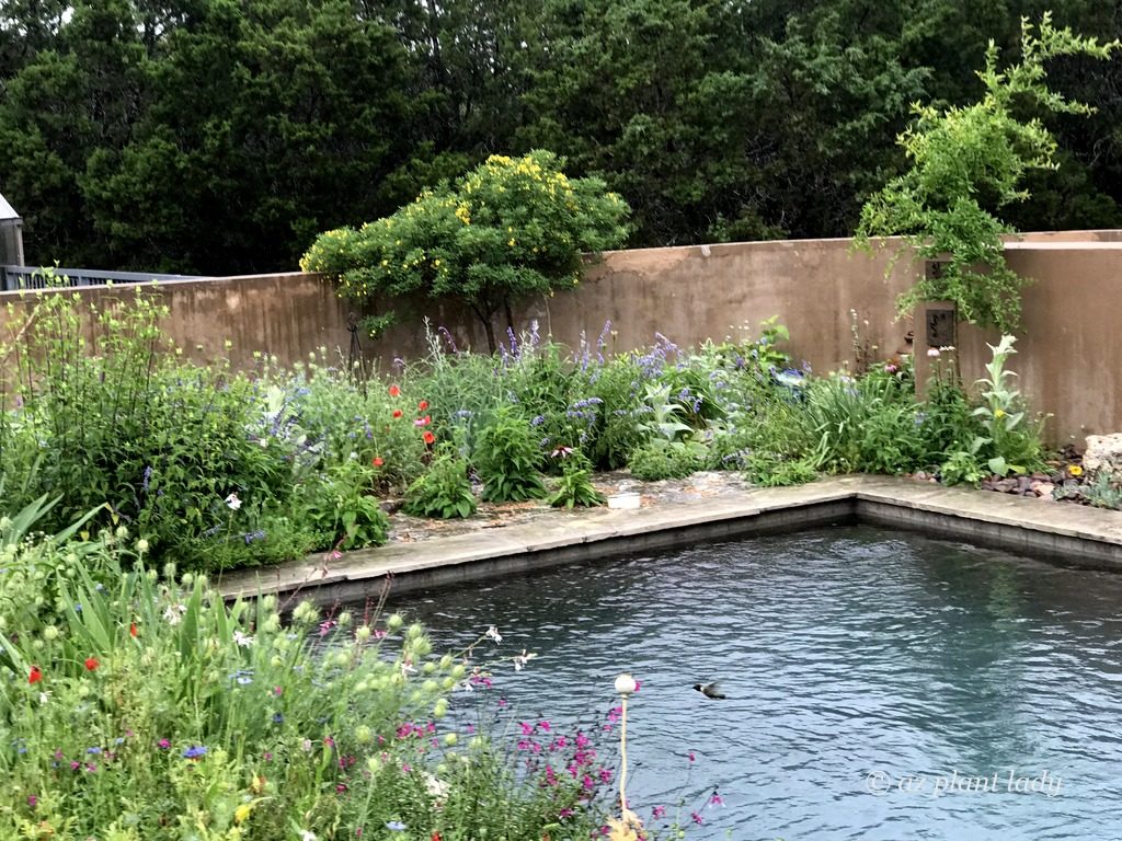 English garden swimming pool in Texas