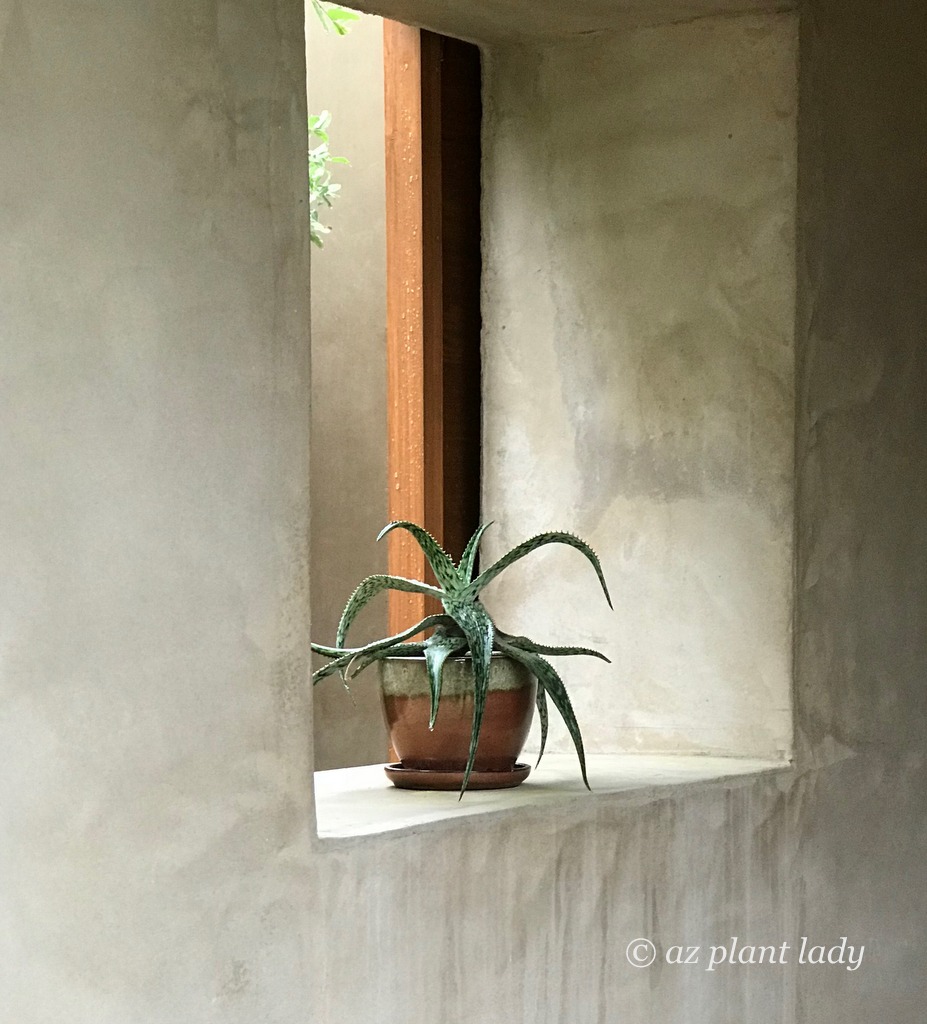 A single agave plant in a container on a garden wall