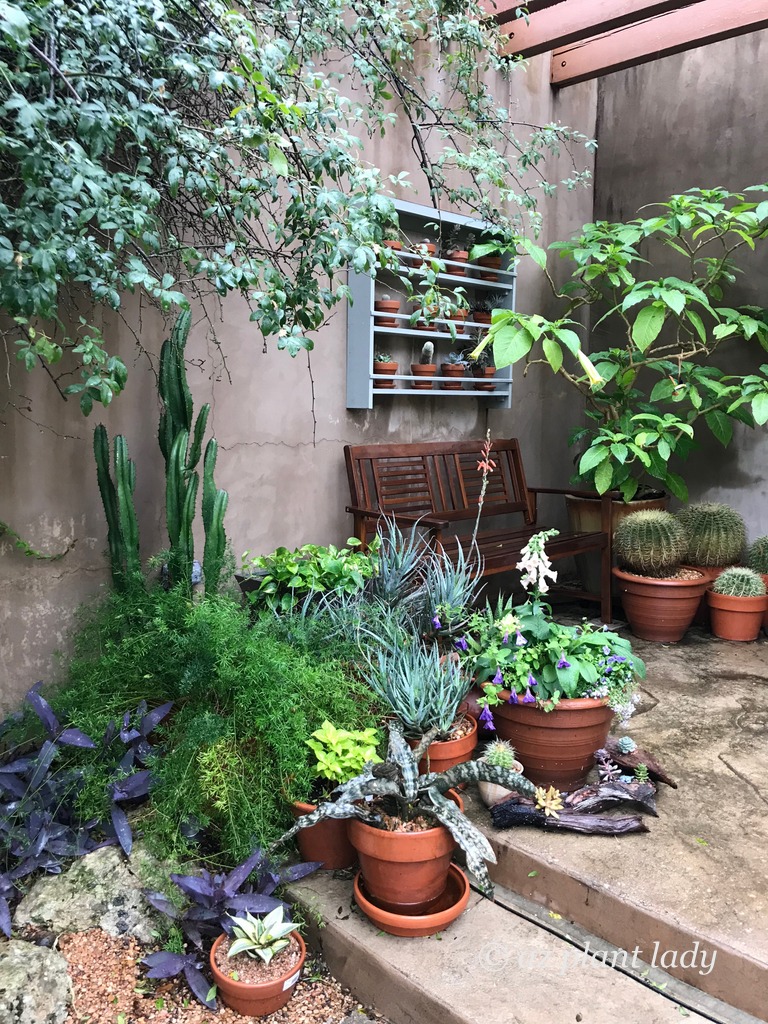 'Blue Elf' aloes and other succulents in containers