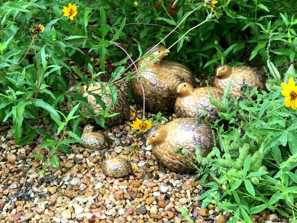 Quail sculptures in a Texas English garden