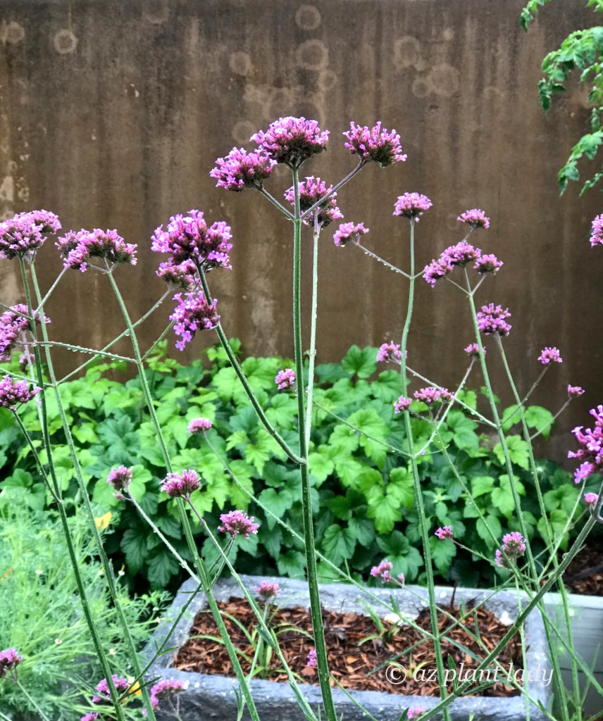 Verbena bonariensis 