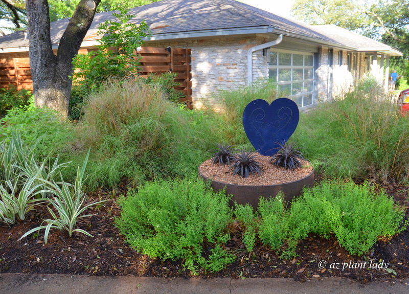 bamboo muhly (Muhlenbergia dumosa) with a blue metal heart art