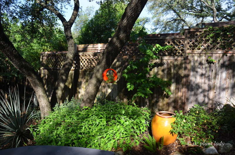 oak tree with shady garden