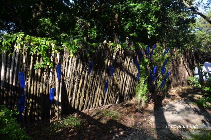 Blue bottle trees in the  shady colorful garden 