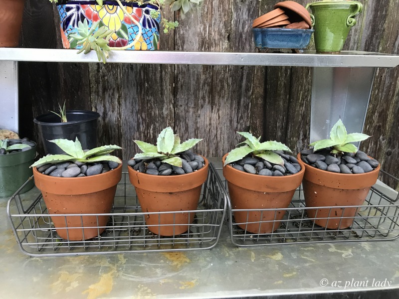 Baby agave in a  shady colorful garden 