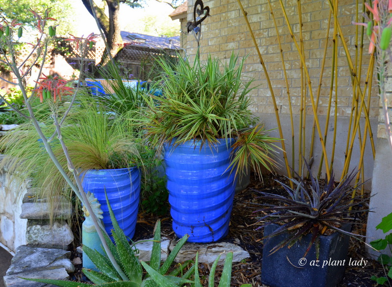 Blue containers filled with lovely plants in this Austin, TX shady colorful garden 