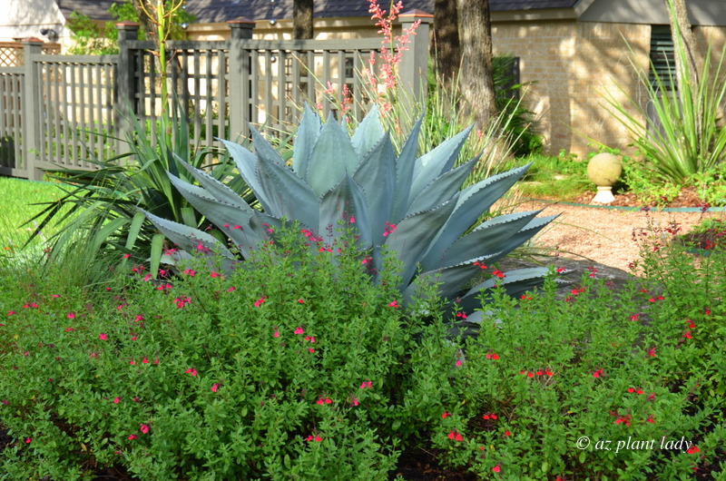 autumn sage (Salvia greggii) in front of a Whale's Tongue agave 