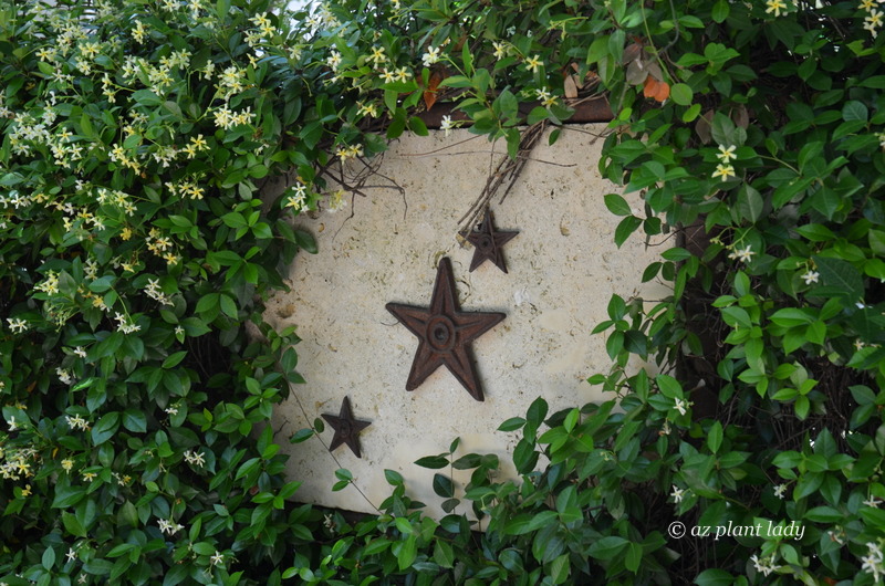 Metal stars are on display, framed by star jasmine vine (Trachelospermum jasminoides).  Southwest garden style