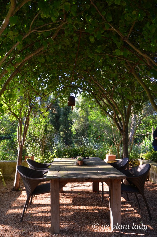 Four pear trees form an arbor over a rustic dining table. The trees were planted 5 years ago and trained onto a basic structure created from rebar.  Southwest garden style