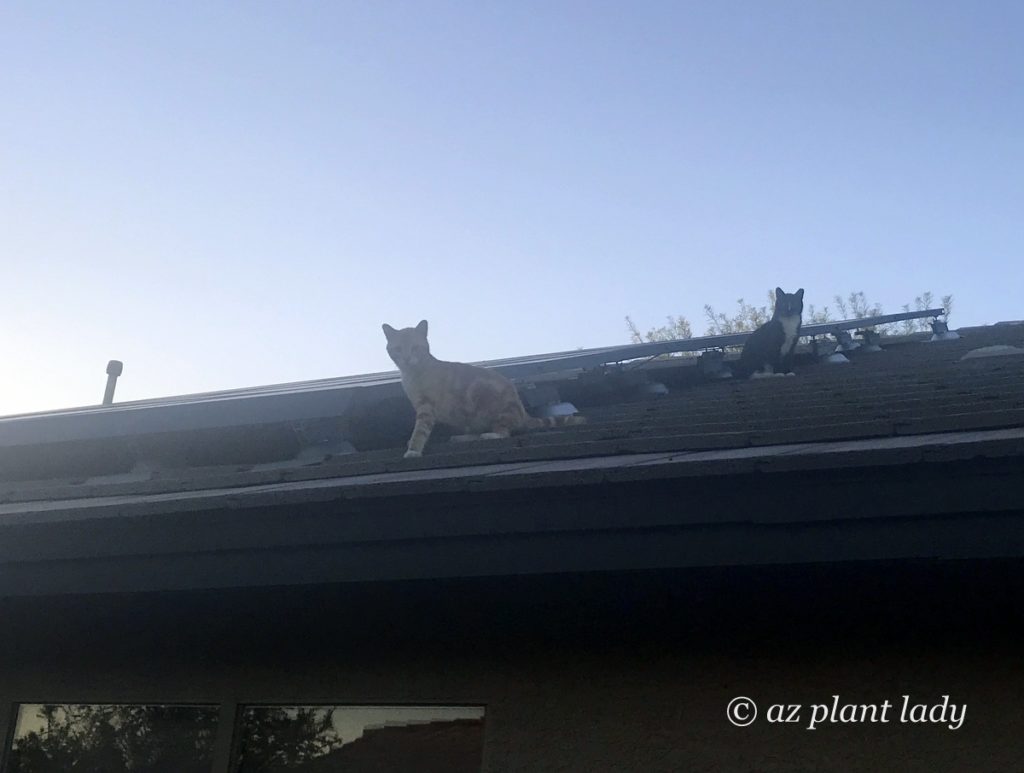 'roof cats.'