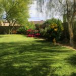 bermuda_grass_lawn_Arizona_weeds