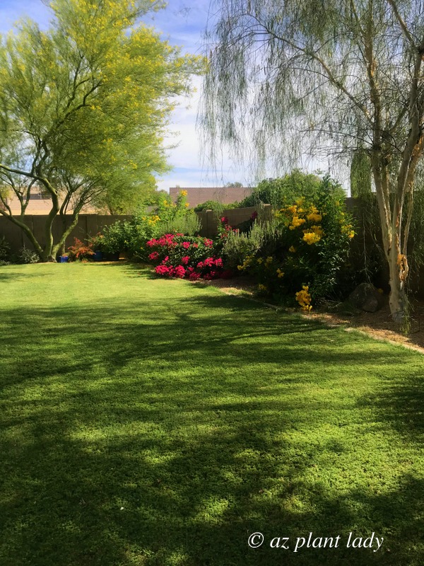 An Arizona lawn