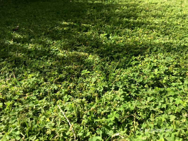 Weeds In My Lawn