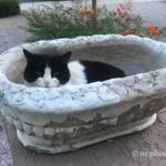 cat_in_pot