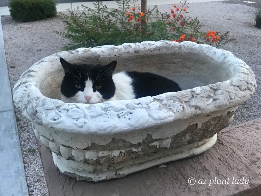 cat_in_pot