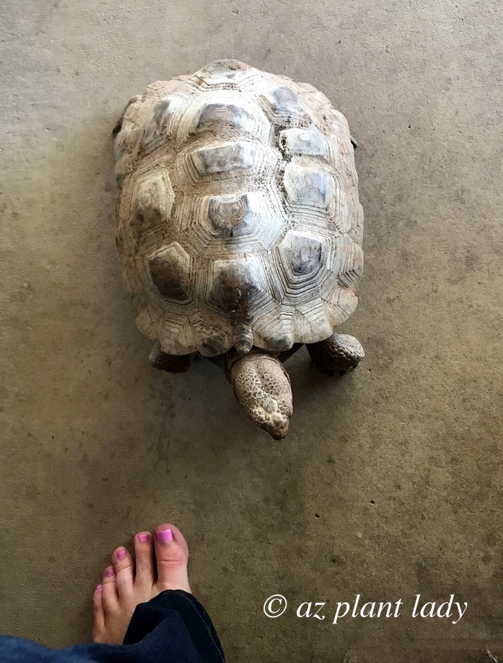 Aesop, the Desert Tortoise