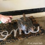 Aesop, the Desert Tortoise getting bath