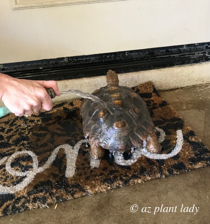 Aesop, the Desert Tortoise getting bath