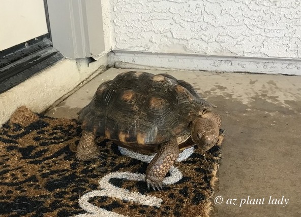 Aesop, the Desert Tortoise