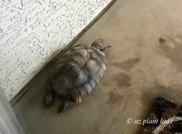 Aesop, the Desert Tortoise