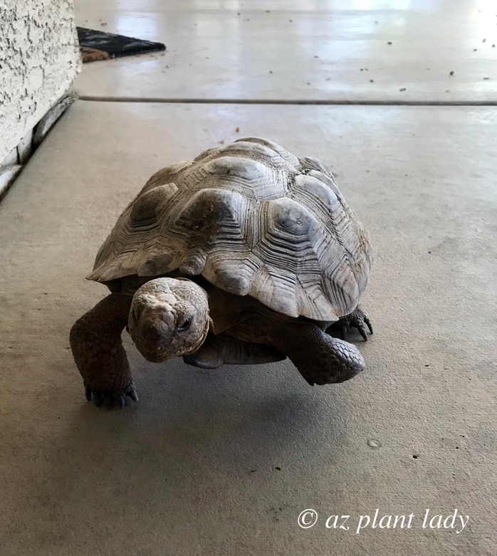 Aesop, the Desert Tortoise