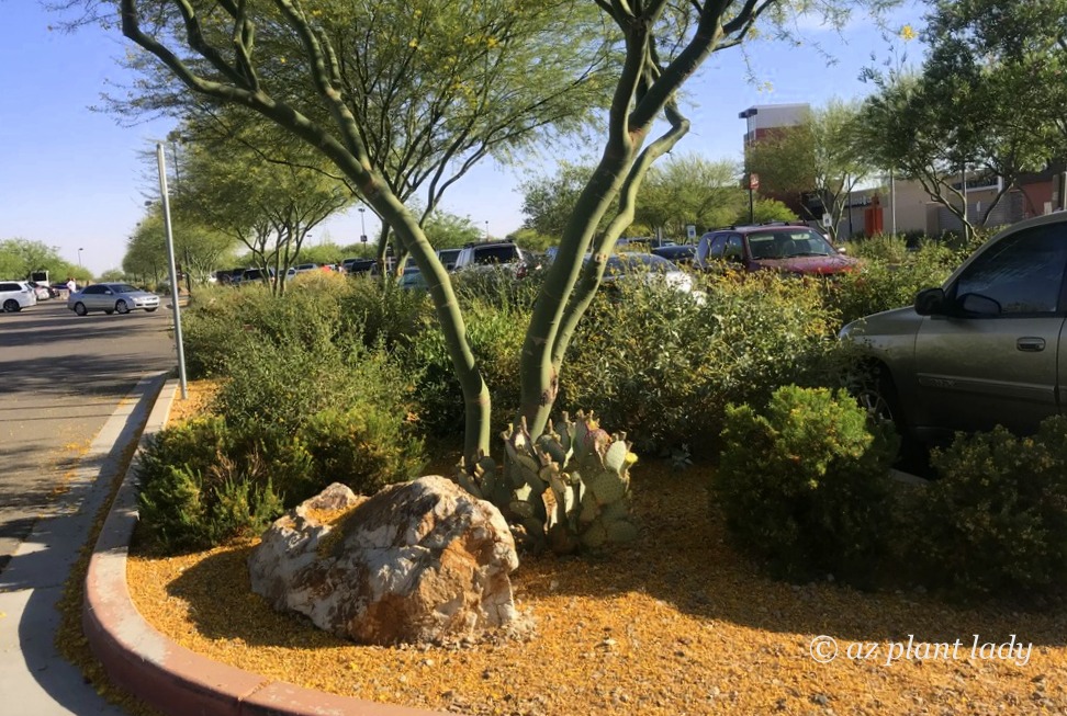 Native plants looking very nice in a Well-Designed, Natural Landscape in an Unusual Place