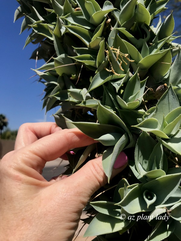 hand picking the agave babies off the stem