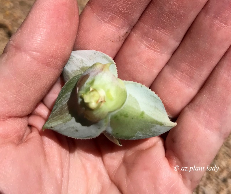 agave roots forming