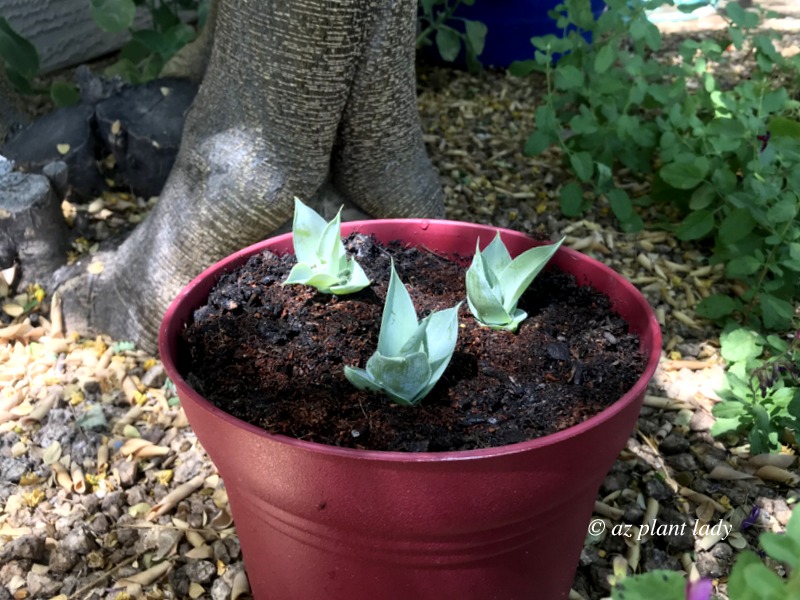 Agave babies growing stronger