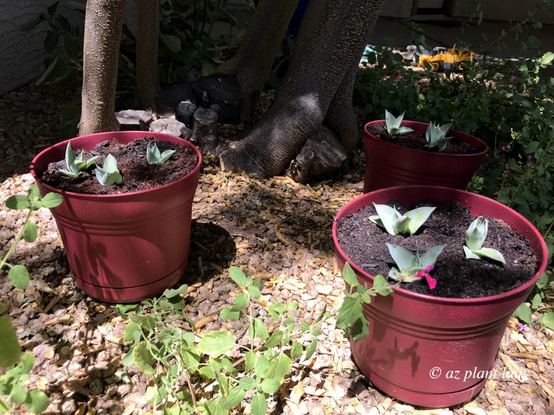 octopus agave (Agave vilmoriniana) in containers