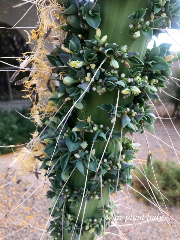 baby agave forming on the stem