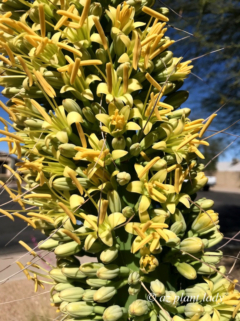 bold yellow agave flowers