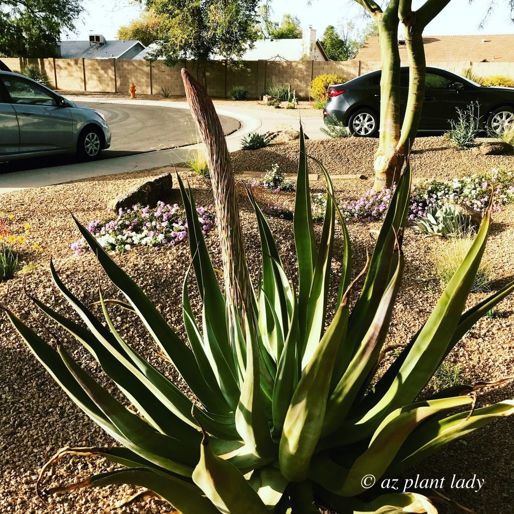 octopus agave (Agave vilmoriniana)