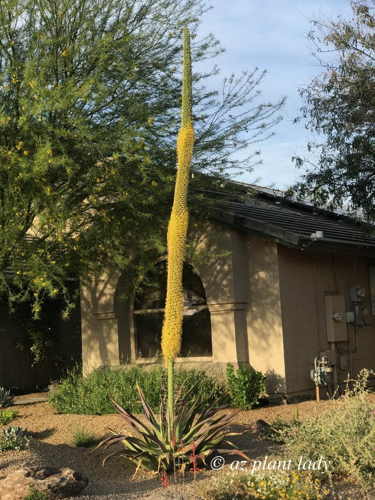 Yellow flowers of the octopus agave (Agave vilmoriniana) attract bees