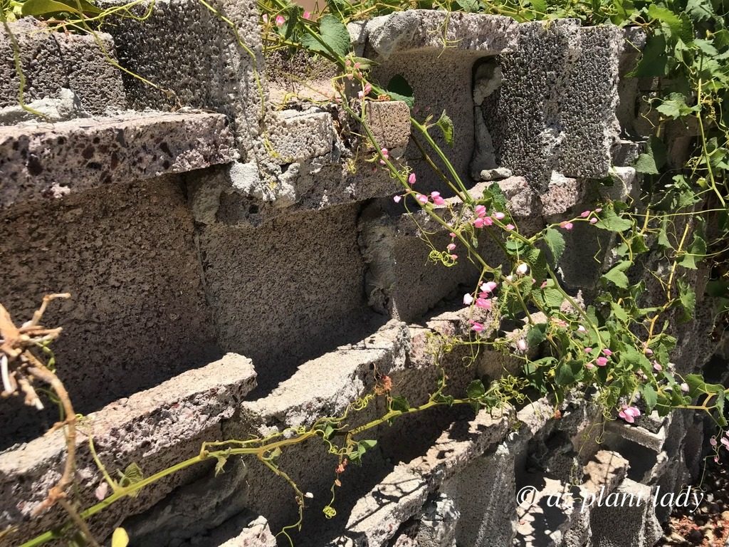 creative desert garden wall