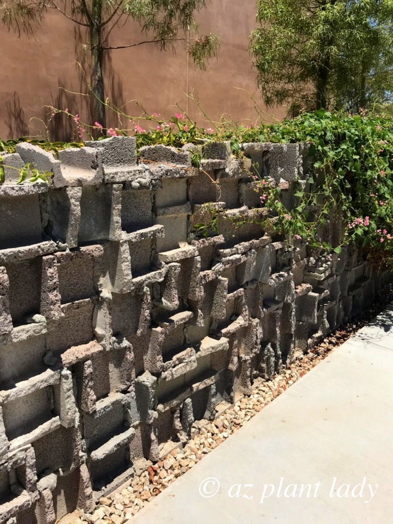 beautiful desert garden wall