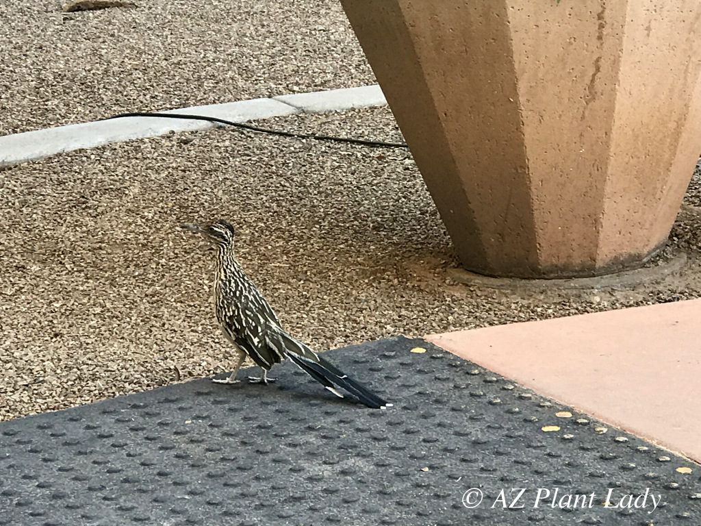 The roadrunner is an attractive bird