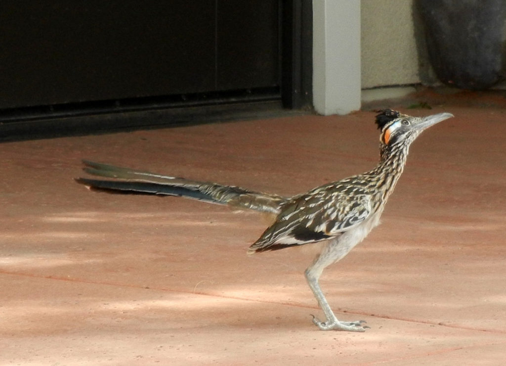 Here is the roadrunner in all its glory, what a beautiful bird