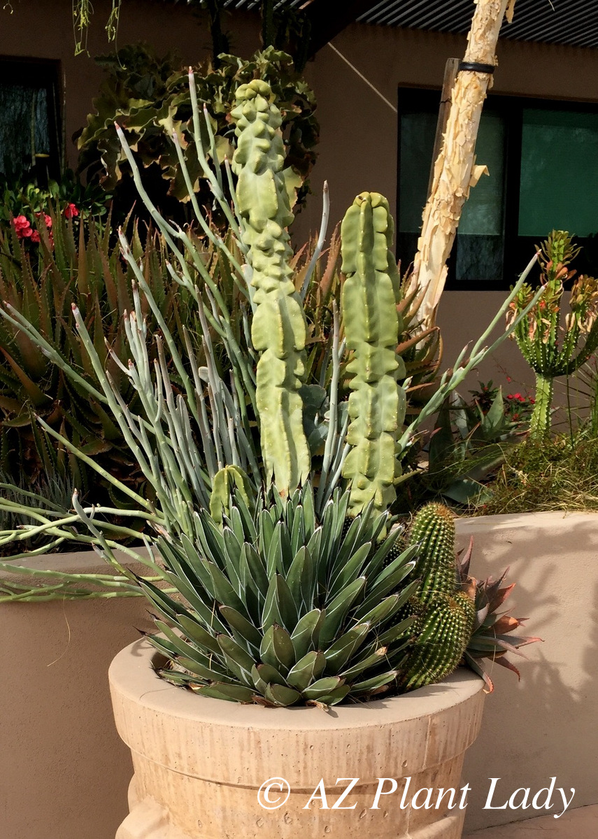ucculent_container_Monstrose_totem_pole_cactus_Victoria_agave_ladys_slipper_plant